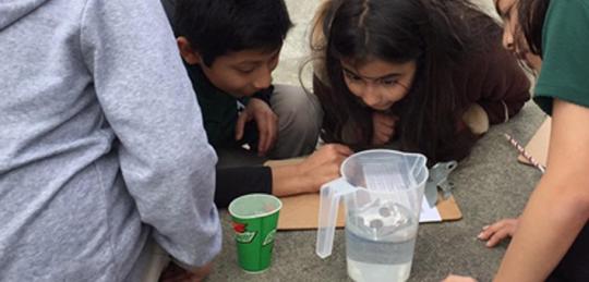 Students looking in a pitcher of water.
